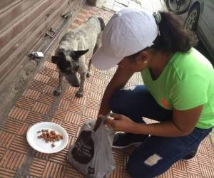 Animales han sido rescatados de maltrato en varios negocios.