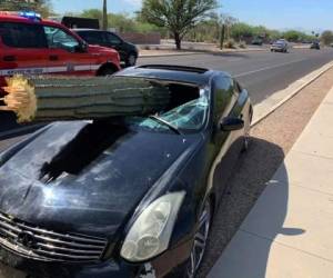 Una parte del cactus terminó dentro del auto, y el resto terminó sobre el capó del vehículo. Foto: AP.