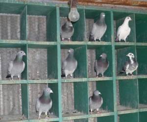 Las palomas de élite europeas han ganado cada vez mayor fama en el mundo en los últimos años, en especial en China.