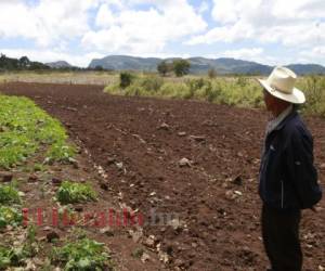 Los productores no se arriesgan a perder la semilla y comenzarán a sembrar cuando las lluvias se normalicen. Foto: EL HERALDO.