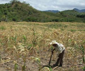 Honduras busca recaudar 60 millones de dólares mediante un llamamiento humanitario para asistir a las familias perjudicadas por la sequía.