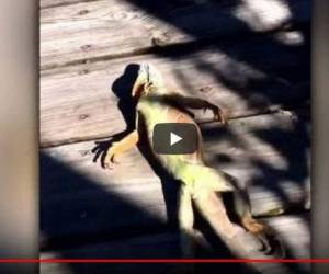 Captura del video de la iguana que revive.