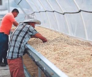 Honduras acelera trazabilidad para mantener mercado europeo con su café, cacao y palma calidad exportación.