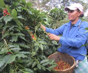 Producción de café en Danlí, uno de los sectores productivos de este grano en el país.