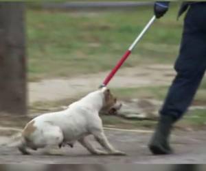 El perro fue trasladado a dependencias del área de Zoonosis del municipio de Moreno.