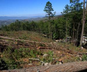 Miles de pinos son cortados a diario para evitar que la plaga siga avanzando y afecte otras áreas en donde el bosque aún permanece libre del gorgojo.