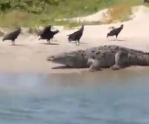 El gigantesco reptil se encontraba en la orilla de la playa al momento de ser captado por turistas que viajaban a bordo de una lancha.