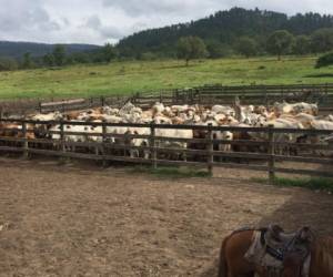 Es una imagen de parte del ganado del Rancho San Carlos en aldea Río Dulce.