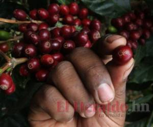 El café aporta el 4.3% al PIB de Honduras. Foto: Archivo/El Heraldo