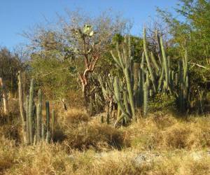 El bosque seco es uno de los bosques que predominan en Honduras y es el que presenta más vulnerabilidad.