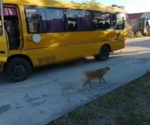 El pequeño quedó bajo las llantas del bus. La Dirección Nacional de Vialidad y Transporte (DNVT) investiga el hecho.