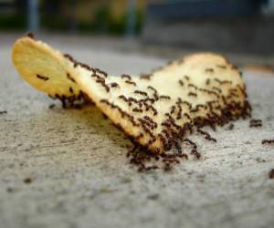 Las hormigas son muy golosas, así que es mejor no dejar azúcar, miel u otros dulces a su alcance. Foto Pinterest