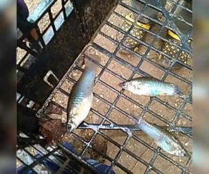 Una fotografía y un video muestran a varios niños con una cesta con los animalitos que aparecieron luego de las precipitaciones.