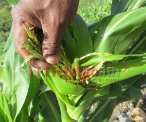 Gracias al buen invierno las matas de maíz están creciendo robustas, dando un ambiente de esperanza y buena cosecha.