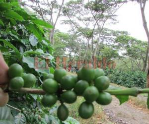 Actualmente el pago a los corteros es de 40 lempiras por lata de café cortado, según informó el Instituto Hondureño del Café.