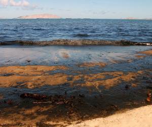 “Con cada derrame de petróleo hay mucha afectación en los ecosistemas acuáticos, aves como los pelícanos quedan impregnadas cuando se lanzan a buscar sus presas”, comentó la bióloga Yurasi Briceño.