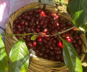 El cultivo de café aporta el 25.17% del Valor Agregado Bruto agropecuario, según el Banco Central de Honduras (BCH).