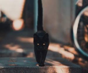 Existen muchos mitos con respecto al viernes 13, entre ellos: el número 13 le sigue al 12 que es el número que indica los meses del año, los signos del zodíaco y los apóstoles de Jesús. Foto: Canva