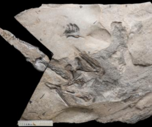“Realmente hemos hecho retroceder en el tiempo la evolución de los grandes pterosaurios”, dijo uno de los investigadores.