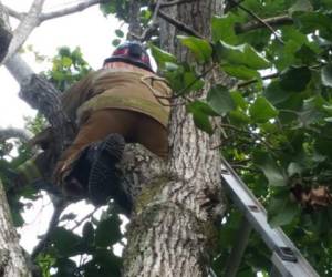 Los bomberos tuvieron que escalar el árbol para poder llegar al animalito que rehusaba bajar. (Foto: Bomberos Honduras)