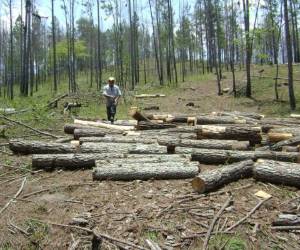 El Salvador es el segundo país más deforestado del continente americano después de Haití, según un estudio de Naciones Unidas (Foto: Ilustrativa/ELHERALDO)