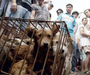 El festival dura 10 días y los visitantes compran perros que se exhiben en jaulas estrechas para cocinarlos en ollas. Foto: Archivo AFP.