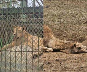 El MP realizó una inspección con el objetivo de verificar su estado de salud y corroborar las denuncias de maltrato y desnutrición