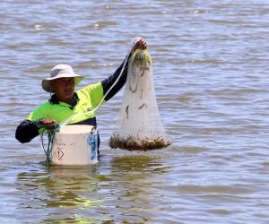 Las reducción de la exportación de camarón de Honduras a Taiwán, ha dejado millones en pérdidas a los productores.
