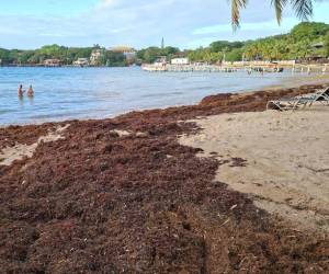 La cantidad de sargazo que llegó a las playas de Isla de la Bahía fue limpiado, sin embargo, este fenómeno golpea al Caribe desde hace 15 años (desde 2011).