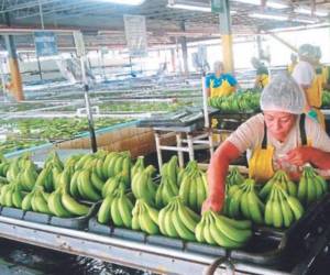 Al cierre de 2022 las exportaciones de banano ascendieron a 325.9 millones de dólares por el alza en los volúmenes de envíos.