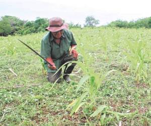 Los rubros dedicados a la producción de granos básicos son los que reciben mejor tasa de interés en Banadesa.
