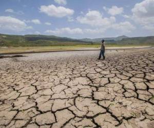 El plan incluye prevención de incendios forestales, reforestación y lograr eficiencia en el uso de la energía. Foto AFP