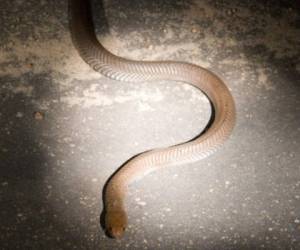 La serpiente medía al menos dos metros de longitud, de acuerdo con Juliette Ross, madre de la menor de cinco años.