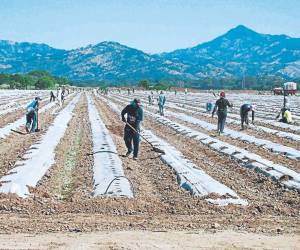 El sector agropecuario del país ocupa el 26.2% de los asalariados, de acuerdo con la Encuesta Permanente de Hogares del INE.