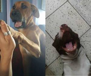 Son los consentidos de sus casas. Fotos enviadas por Sandra López y Evelyn Cubas