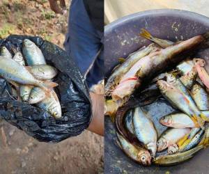 El “milagro celestial” de la “lluvia de peces” volvió a asombrar a los pobladores de Yoro.