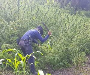 Las autoridades policiales realizaron el operativo el viernes.