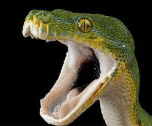 El hombre jamás se imaginó encontrarse con una serpiente en la entrada de la casa de su amigo. (Foto: National Geographic)