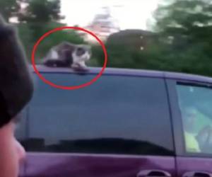 El gato iba en el techo del carro que viajaba a 100 kilómetros por hora. Foto captura YouTube