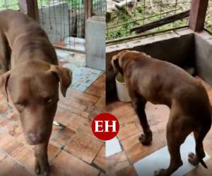 Rocky es el nombre del perro involucrado en la muerte de la pequeña Nahomy Argueta.