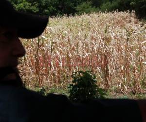 La sequía en el corredor seco ha provocado la pérdida de granos básicos y se podría agudizar la hambruna en este sector del país.