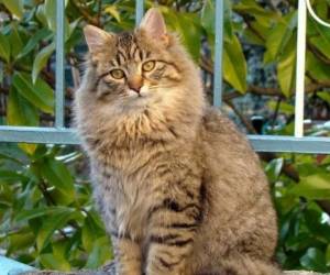 El gato presuntamente había sido baleado, lo que dejó un policía herido. Foto: Ilustrativa/ Pixabay