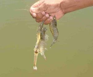 El camarón es el cuarto rubro de exportación de Honduras.