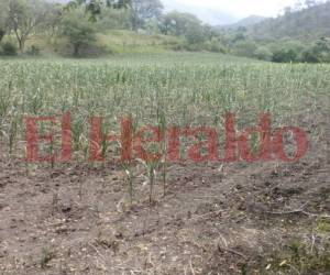 En los predios sembrados del municipio de San Francisco de la Paz el maíz no logró crecer.