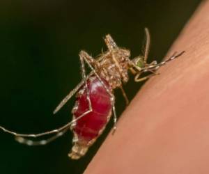 Las autoridades trabajan para eliminar los criaderos del mosquito Aedes aegypti, transmisor del dengue.