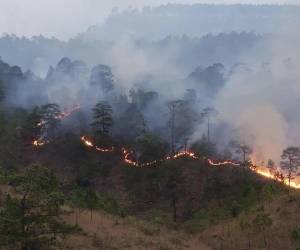 Durante marzo se registró la mayor cantidad de incendios que dejaron a más de 9,000 hectáreas de bosque afectadas.