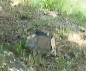 Al parecer el animal tiene varios días ya que está en estado de descomposición y despide mal olor.