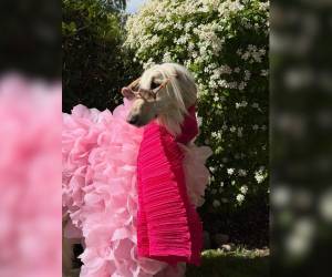 Samantha, una elegante galga afgana, se ha convertido en una sensación en redes sociales gracias a su apariencia imponente, su personalidad y su estilo único. Aquí más detalles de su viralidad.