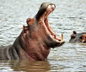 Los hipopótamos son los animales más peligrosos del mundo, por sus grandes mandíbulas.