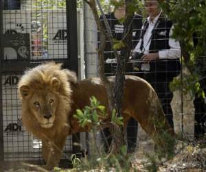 El macho atacó y mató a los humanos, mientras que las hembras se comieron los restos.